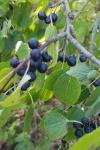 Rhamnus cathartica