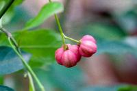Euonymus europaeus