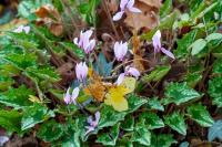 Cyclamen hederifolium