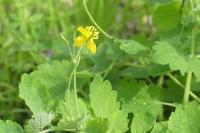 Chelidonium majus