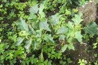 Datura stramonium