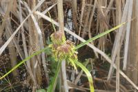 Cyperus eragrostis