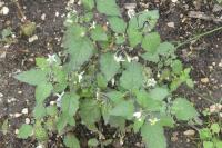 Solanum nigrum