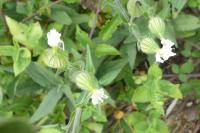 Silene latifolia