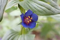 Lysimachia arvensis