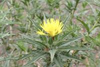 Carthamus lanatus