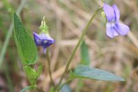 Viola lactea