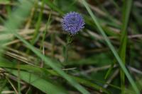 Globularia bisnagarica