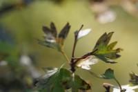 Crataegus monogyna