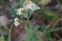 Achillea millefolium