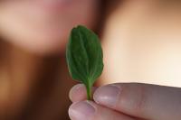 Plantago major