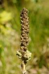 Verbascum thapsus