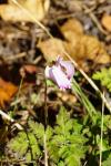 Cyclamen hederifolium