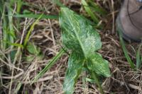 Arum italicum