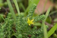 Sedum sexangulare
