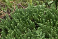 Sedum sexangulare
