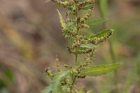 Dysphania ambrosioides