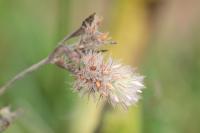 Trifolium arvense