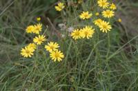 Senecio inaequidens