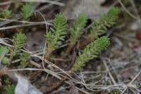 Sedum sexangulare
