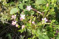 Centaurium erythraea