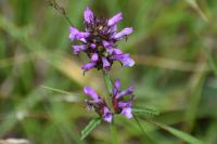 Betonica officinalis