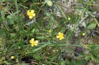 Ranunculus flammula