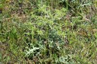 Eryngium campestre