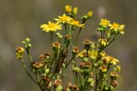 Jacobaea vulgaris