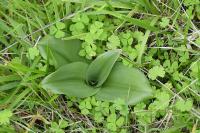 Himantoglossum hircinum