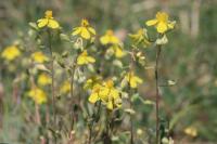Helianthemum oelandicum
