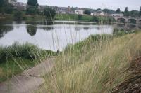 Elytrigia obtusiflora