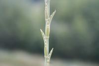 Elytrigia obtusiflora