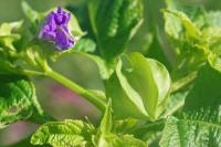Nicandra physalodes