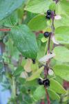 Lonicera japonica