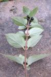 Lonicera japonica