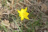 Tulipa sylvestris