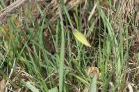 Tulipa sylvestris