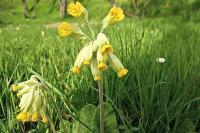 Primula veris
