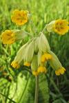 Primula veris