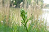 Platanthera chlorantha