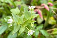 Stellaria aquatica
