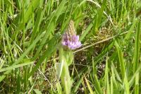 Anacamptis pyramidalis