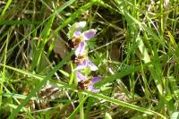 Ophrys apifera