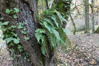 Polypodium vulgatum/interjectum