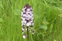 Orchis purpurea