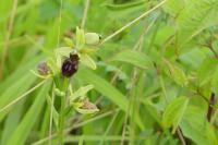 Ophrys aranifera