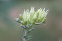 Petrosedum ochroleucum