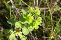 Euphorbia helioscopia