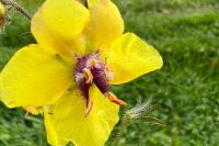 Verbascum blattaria